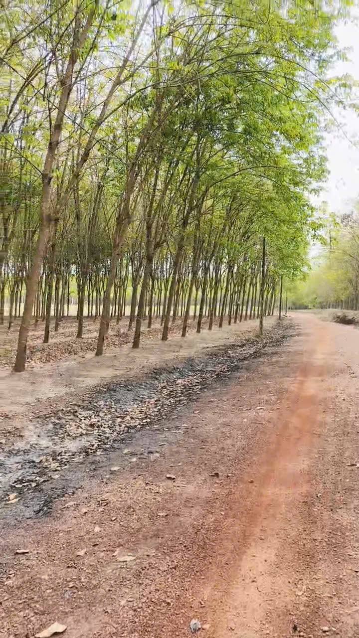 Rẫy Cao Su Tiến Hưng 1.86ha, Đồng Xoài - Hơn 5.58 Tỷ, Đầu Tư Sinh Lời!