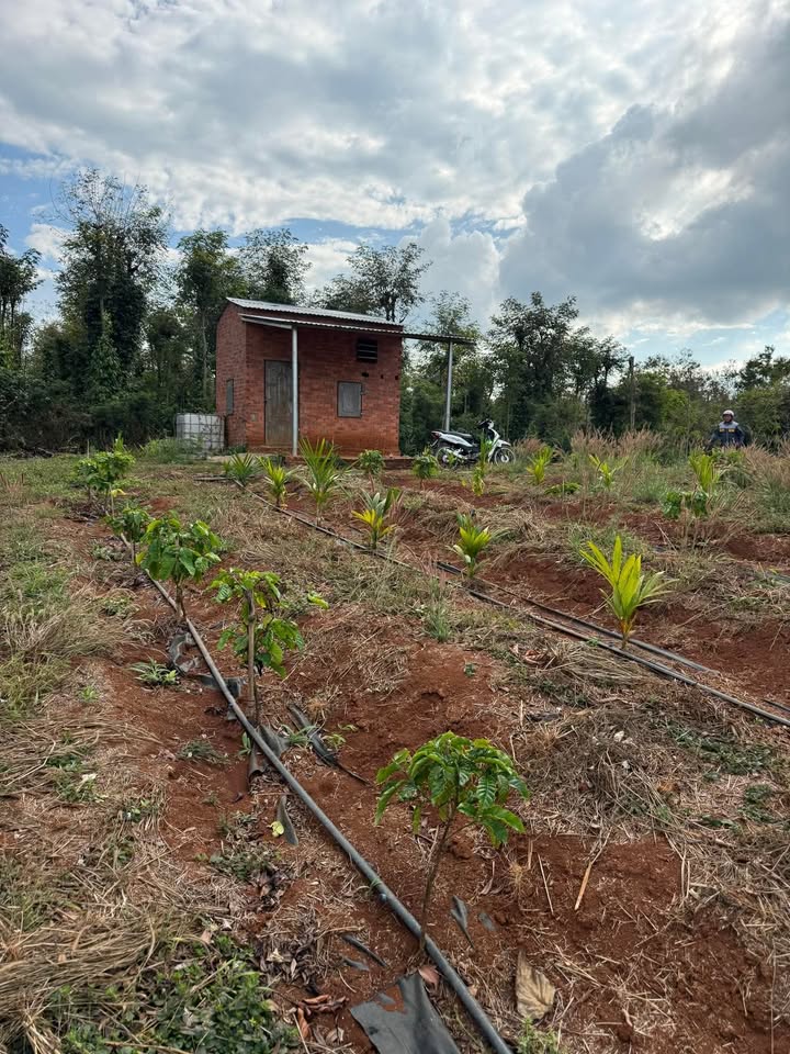 Bán Đất Rẫy 3240m² Đắk Lắk - Sẵn Sàng Kinh Doanh/Nghỉ Dưỡng