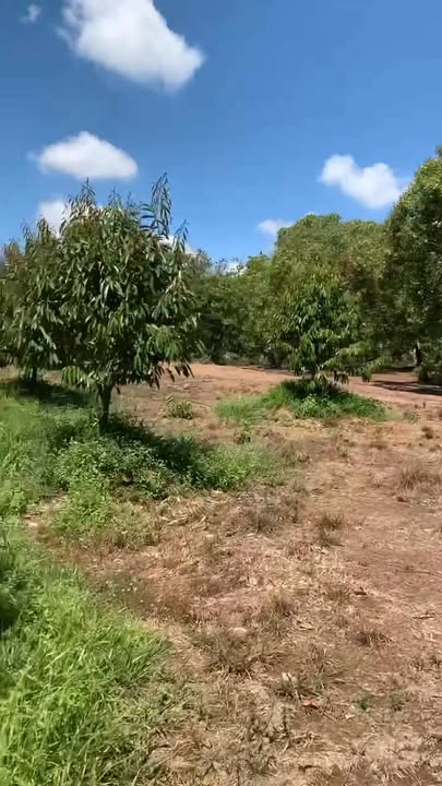 Đất vườn Phú Riềng, Bình Phước 2 ha giá 3.7 tỷ - Đầu tư dài hạn