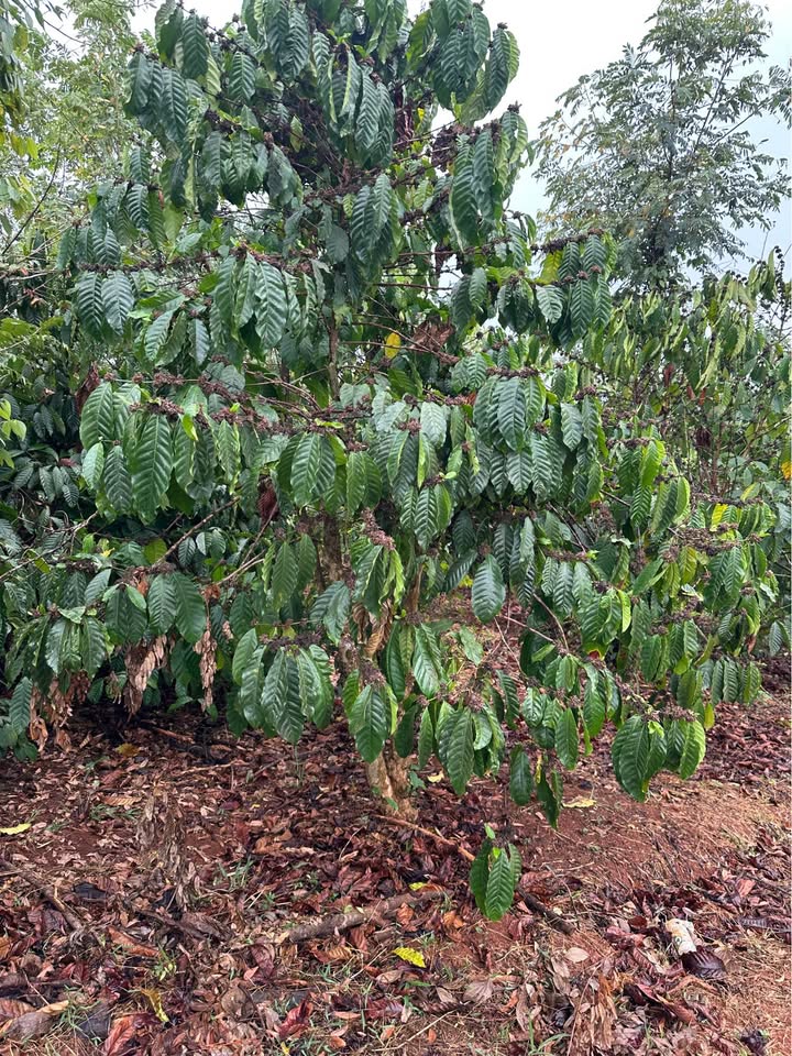 Đất rẫy Đăk R'Moan, Gia Nghĩa 1.8ha – Sổ đỏ chính chủ, 3 mặt đường!