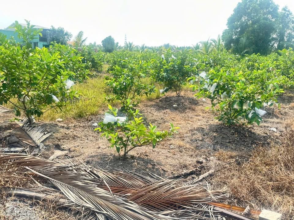 Đất nền An Thạnh Bến Cầu 6000m² giá 950 triệu – Tiềm năng tăng giá!