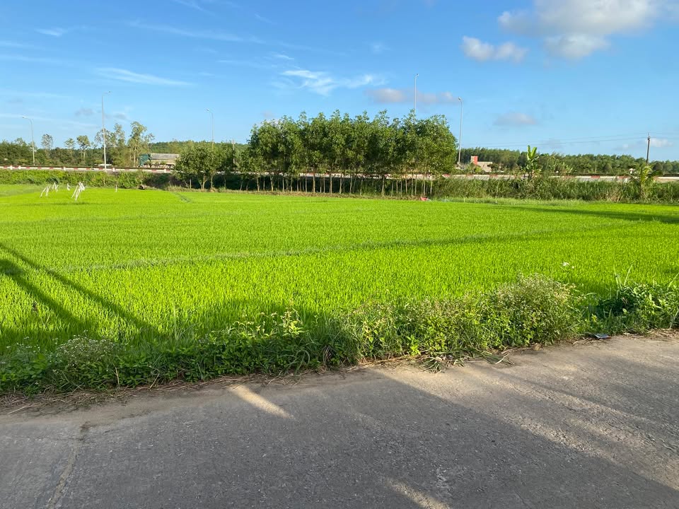 Đất nền Bình Hòa 300m² - 100m² thổ cư, ô tô vào tận nơi!