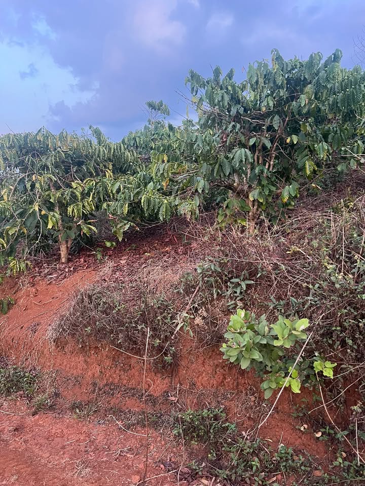 Đất nền Phi Tô, Lâm Hà 3600m² - Sổ đỏ chính chủ, ô tô tận nơi!