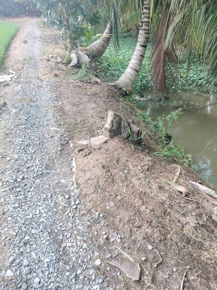 Cho thuê 8.400m² đất vườn Tháp Mười giá 5.5 triệu - Đầu tư dài hạn