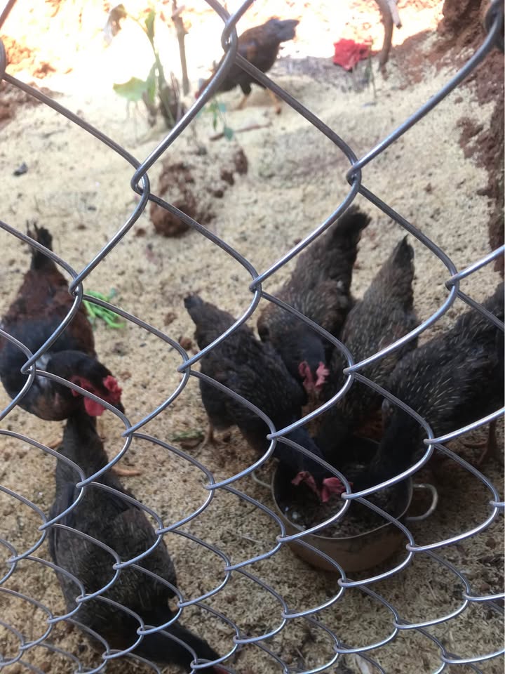 Nhà Riêng Phường Tân An, Buôn Ma Thuột 2.17 Tỷ - An Cư Lý Tưởng!