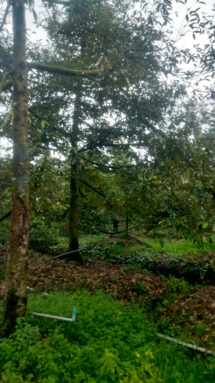 Thuê Vườn Sầu Riêng Ri6 Cai Lậy 10 Năm - Đầu Tư Dài Hạn!