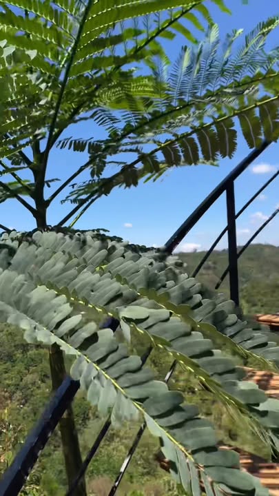 Bán Gấp Farm 4000m² Bình Dương - Sầu Riêng, Cafe, Sẵn Sàng Dọn Vào Ở Ngay!