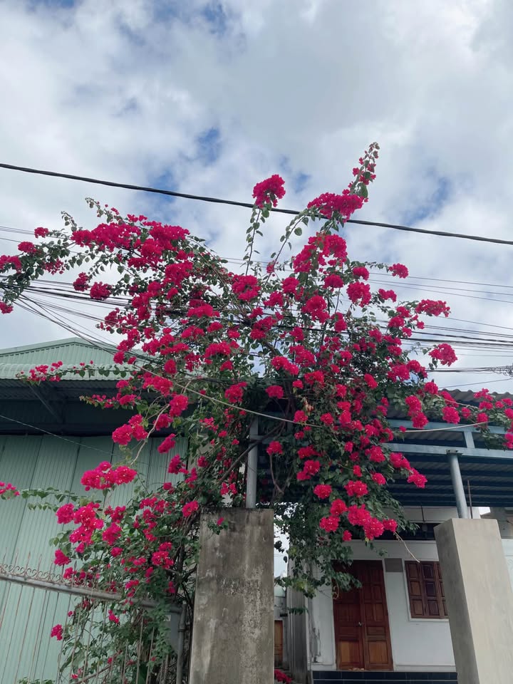 Đất nền Quy Nhơn 350m² - Pháp lý rõ ràng, Sổ hồng trao tay!