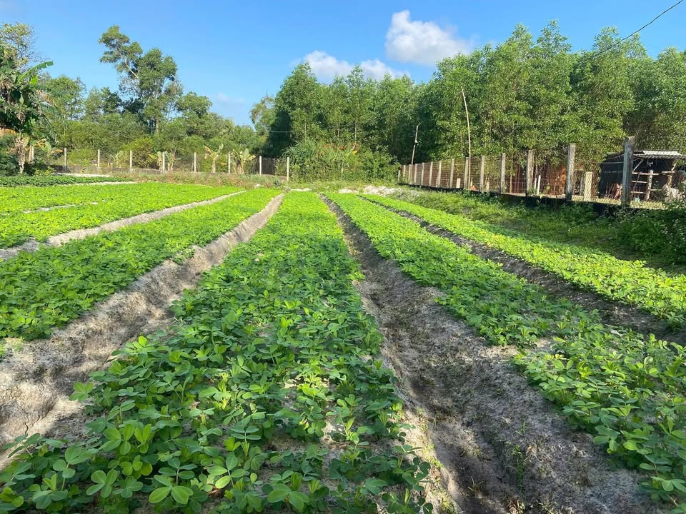 Đất nền Tam Phú Tam Kỳ 170m² giá 500 triệu - Sổ đỏ chính chủ