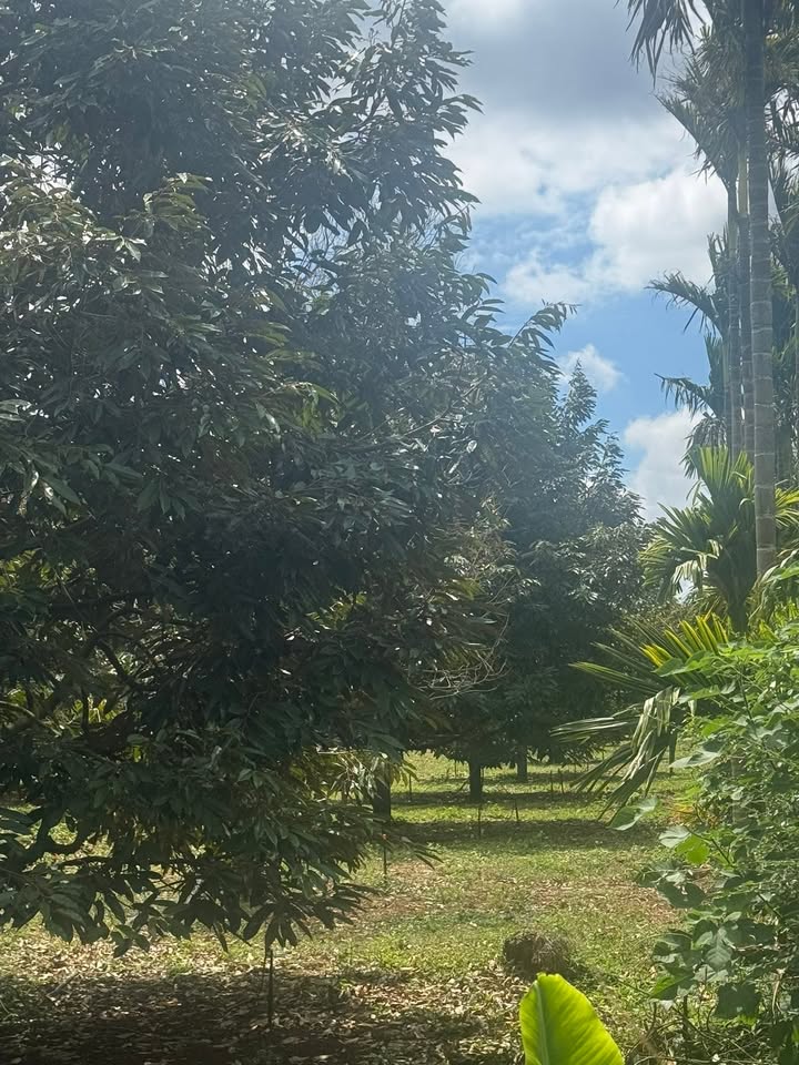 Đất Vườn Buôn Ma Thuột 360m² - Đầu tư dài hạn!