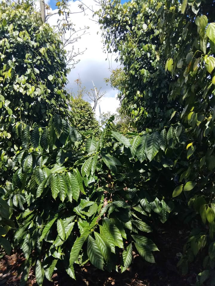 Đất Vườn Lâm Đồng 5000m² - Nguồn Thu Tiêu Tiêu Đã Trồng - 1.25 Tỷ