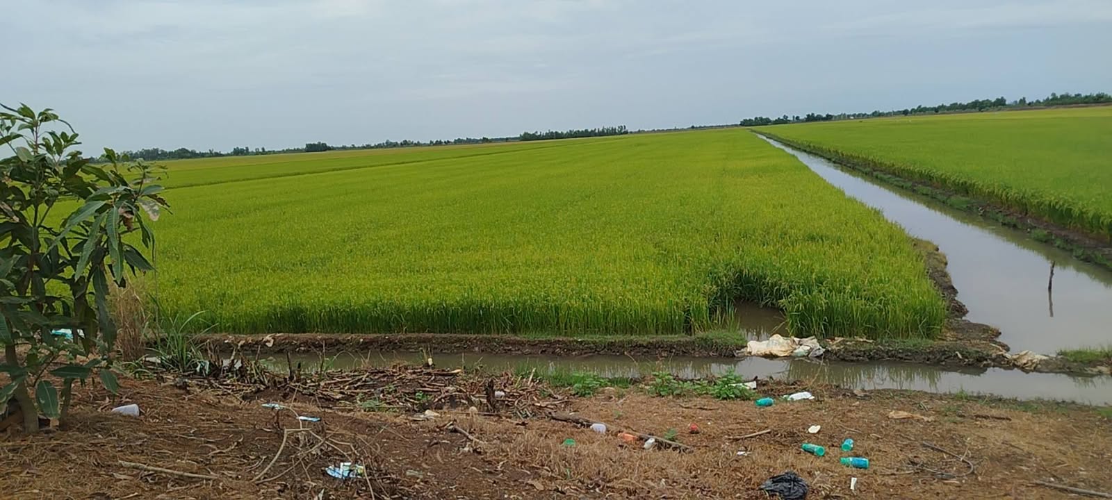 Farm 50.000m² mặt tiền kinh lớn H. Tri Tôn, An Giang - Vừa ở vừa kinh doanh