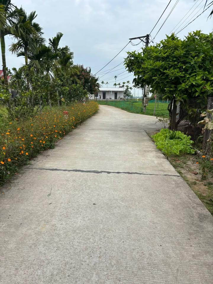 Đất nền Thọ Phong, Mộ Đức 100m² - Đường to ô tô, Sổ đỏ chính chủ!