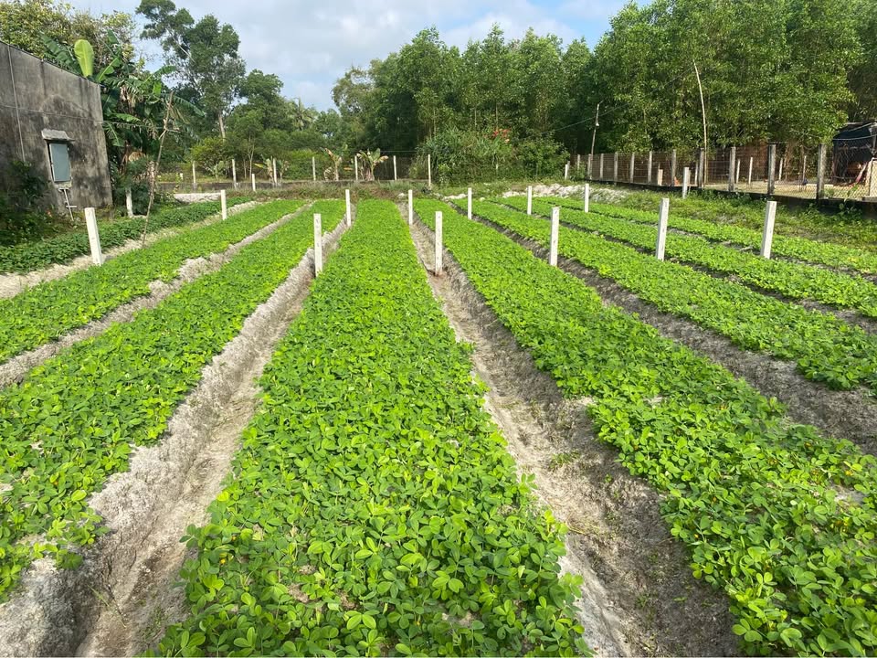 Đất nền Tam Phú, Tam Kỳ 140m² - Sổ hồng sẵn, xây dựng tự do!