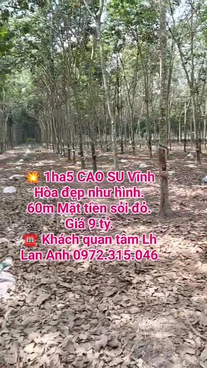 Bán Gấp Đất Vườn 15000m² Vĩnh Hòa, Phú Giáo - Tiềm Năng Sinh Lời Cao
