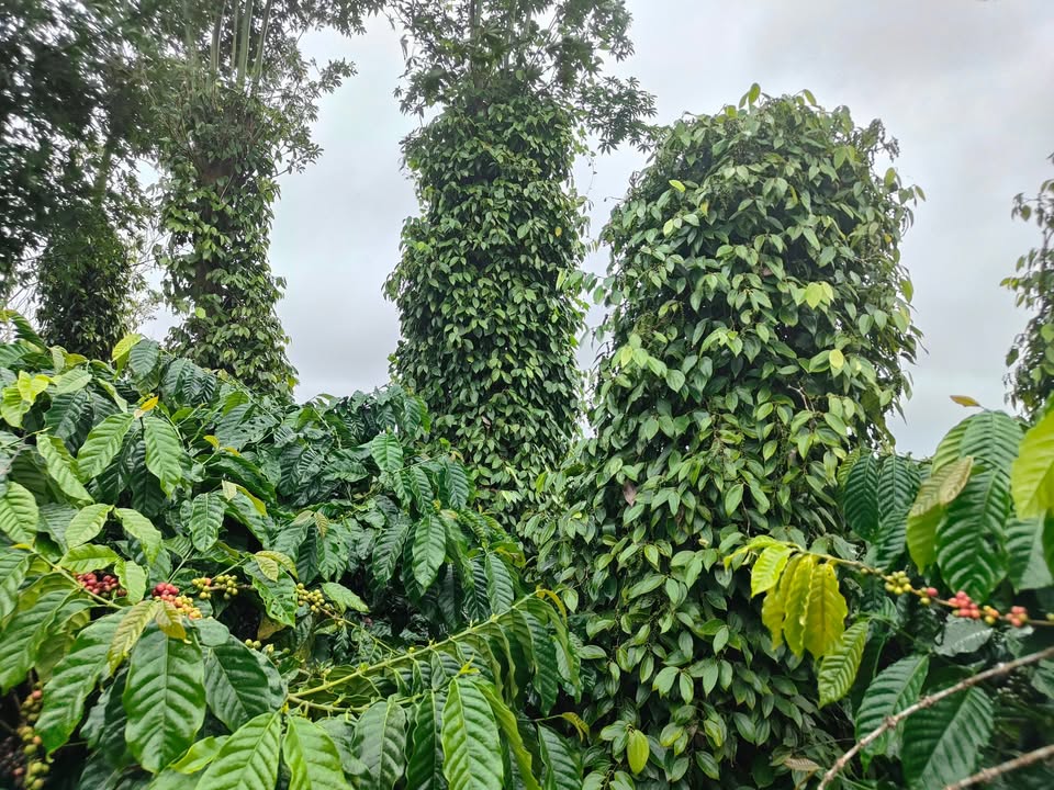 Đất Rẫy Đắk Nông 3.2ha - Nguồn Thu Cực Mạnh, Giá Tốt