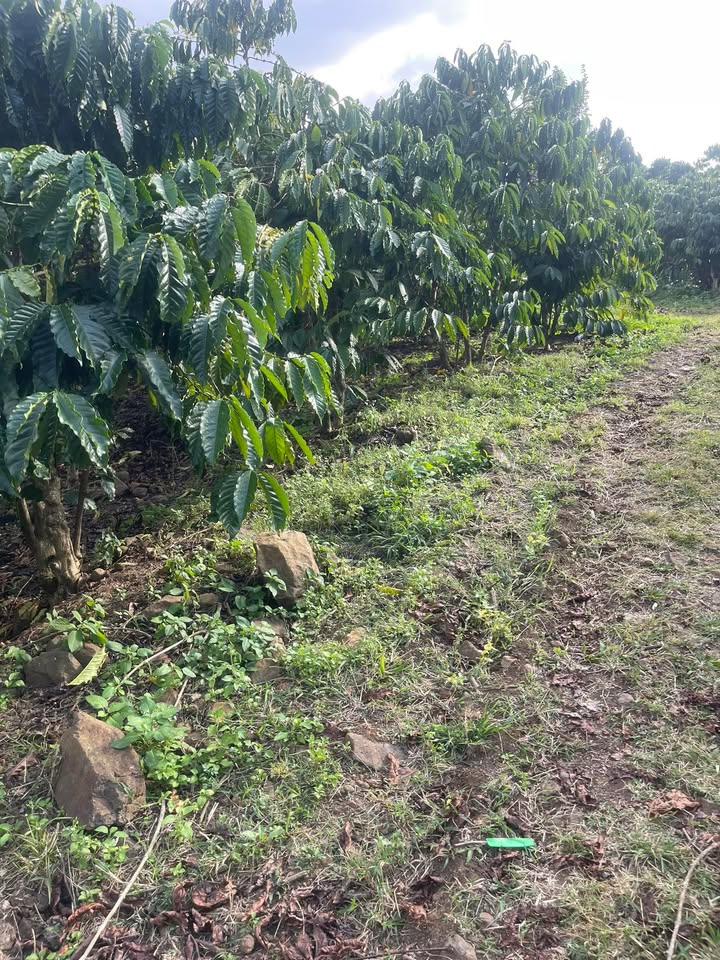 Đất nền Tân Văn Lâm Hà 1440m² - Tiềm năng tăng giá vượt trội!