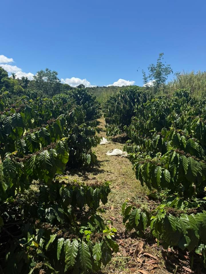 Đất Vườn Tân Thanh, Lâm Hà 4500m² - Giá đầu tư tốt, tiềm năng sinh lời!