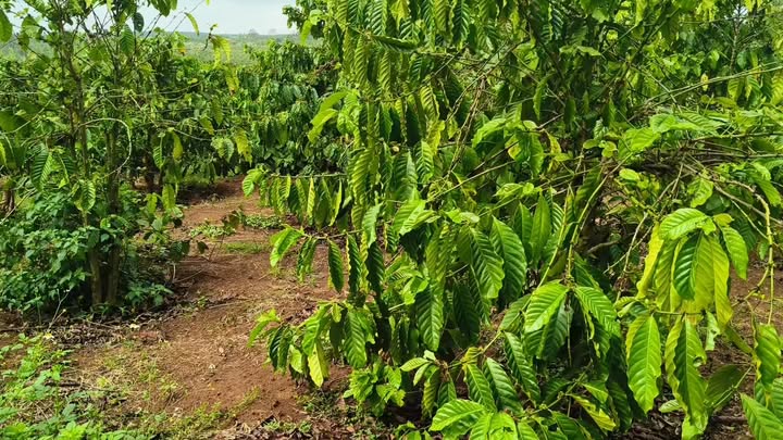 Bán đất vườn Chư Sê Gia Lai 1ha mặt tiền bê tông - Đầu tư dài hạn