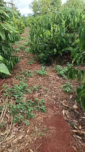 Đất vườn 4.5ha Xã AL Bá, Chư Sê, Gia Lai - Sổ đỏ chính chủ!