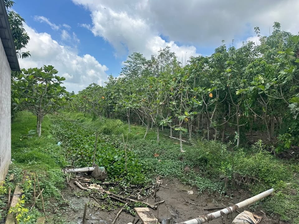 Bán Gấp Đất Vườn 14.000m² Tại Lai Vung, Đồng Tháp - Sẵn Sàng Phát Triển