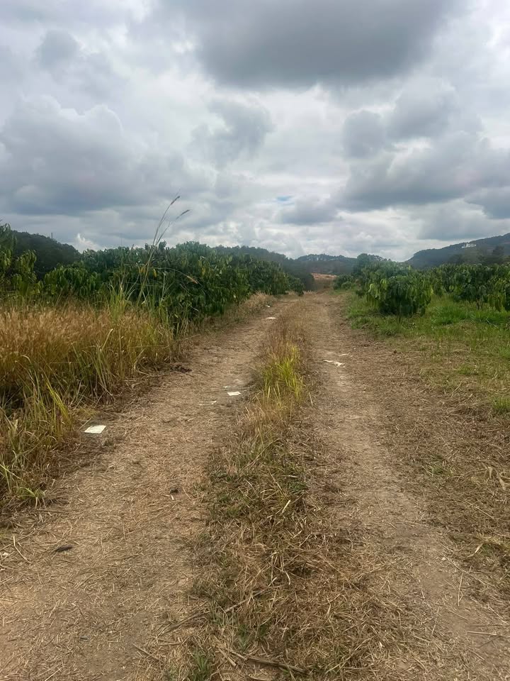 Đất Vườn Phú Sơn Lâm Hà 3100m² Giá 1 Tỷ - Nghỉ Dưỡng Lý Tưởng!