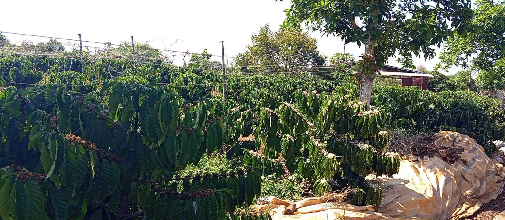 Đất Vườn Lâm Hà 3200m² - 1.65 Tỷ - Sẵn Sàng Kinh Doanh Cafe