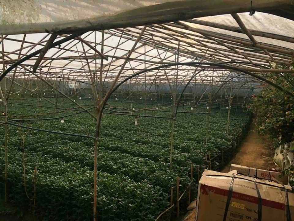 Đất nền Phường 7 Đà Lạt 2756m² - Tiềm năng tăng giá vượt trội