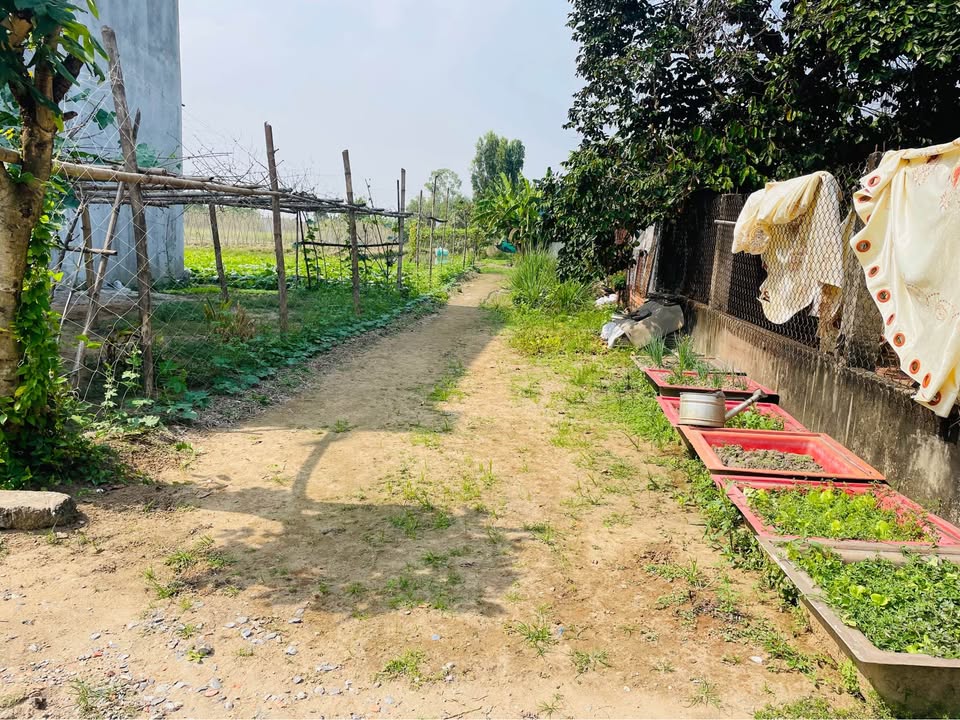 Đất thổ cư Tân Kim, Cần Giuộc 49m² - Sổ hồng riêng, 900 triệu