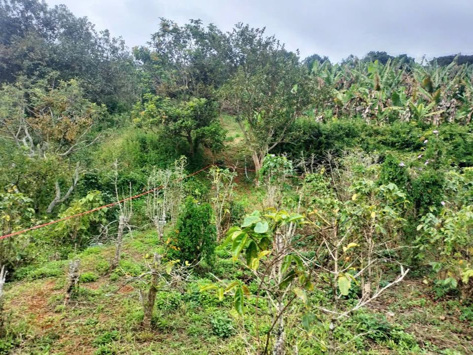 Đất nền Xuân Sơn 1000m² - Sổ đỏ chính chủ, đường ô tô