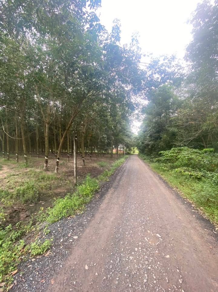 Đất Vườn 2.1ha Giồng Cà, Gò Dầu, Tây Ninh - Sổ Hồng Riêng, Giá Đầu Tư