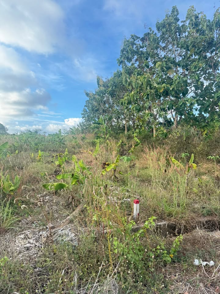 Bán gấp đất nền Xã Đá Bạc, Châu Đức 360m² - 700 triệu, mặt tiền nhựa