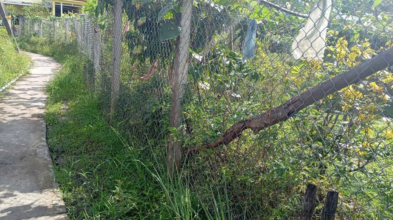 Bán Đất Nền Ấp Tân Mỹ, Cần Đước: 100m² Giá 1.2 Tỷ, Gần Chợ, Trường Học