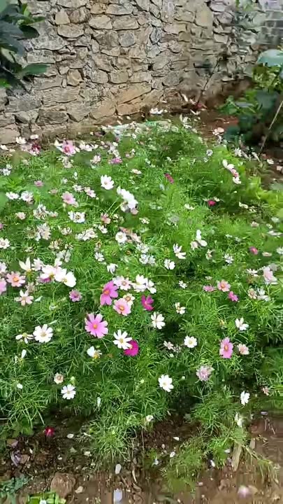 Đất Vườn/Homestay 1300m² Thôn Tiến Thắng, Hà Giang - Giá Tốt