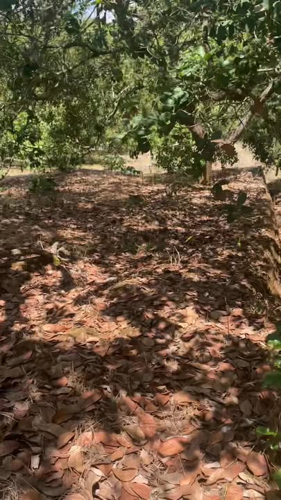 Bán Gấp Đất Đỏ 25.600m² Phú Riềng, Bình Phước - Có Sẵn 300 Cây Su Thu Mạnh