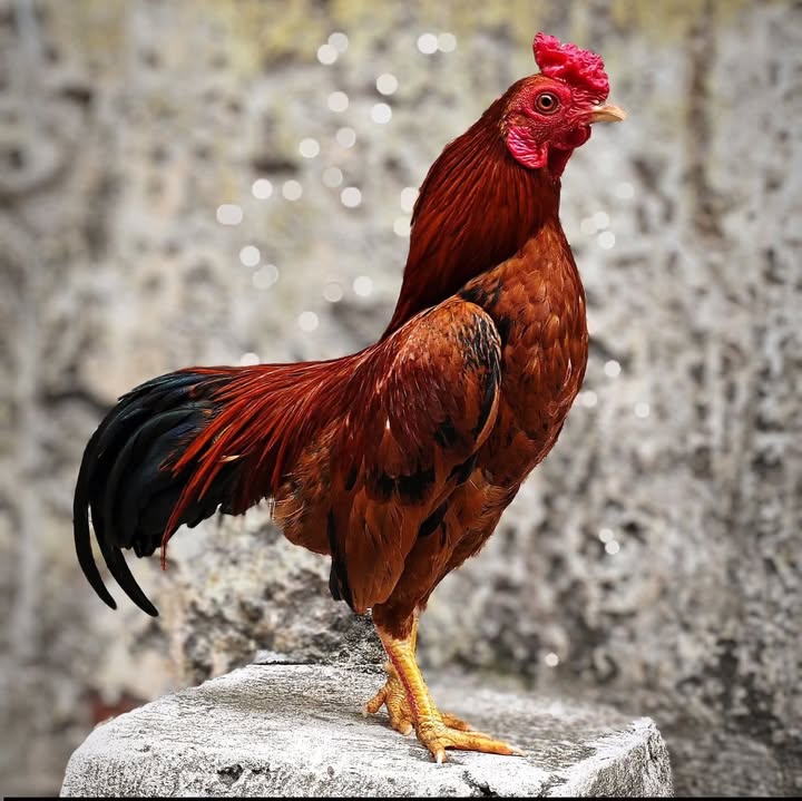 Đất nền 150m² Tiên Trang, Quảng Xương - Tiềm năng tăng giá vượt trội!