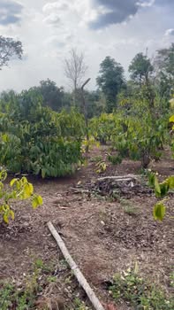 Bán Gấp Đất Đỏ Bazan 6700m² Eatar, Cưmgar - Giá 1.4 Tỷ TL Chính Chủ