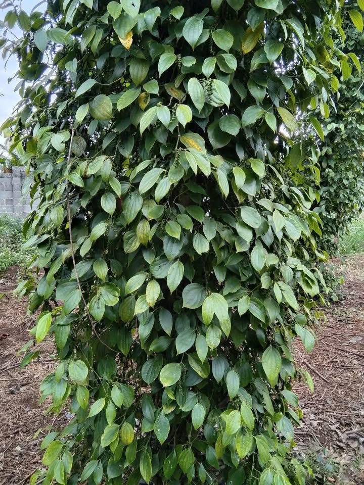 Đất Nền Đắk R'La, Đắk Mil 10800m² - Giá 410 Triệu, Tiềm Năng Lớn!