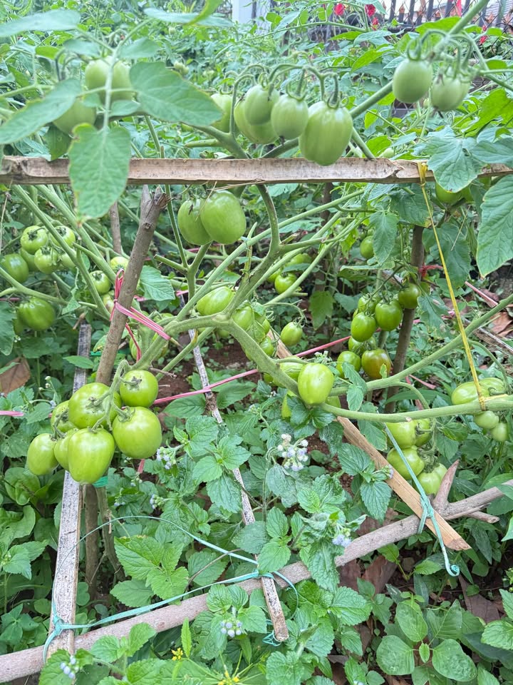 Đất nền Điện Bàn 75m² giá 2 tỷ - Sổ đỏ chính chủ, đường to ô tô!