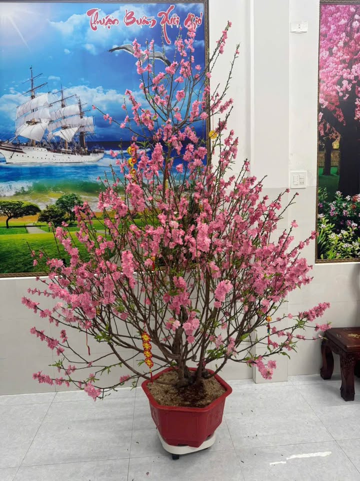 Nhà Nguyễn Thái Học Quy Nhơn 3.69 tỷ - Sẵn sàng ở ngay!