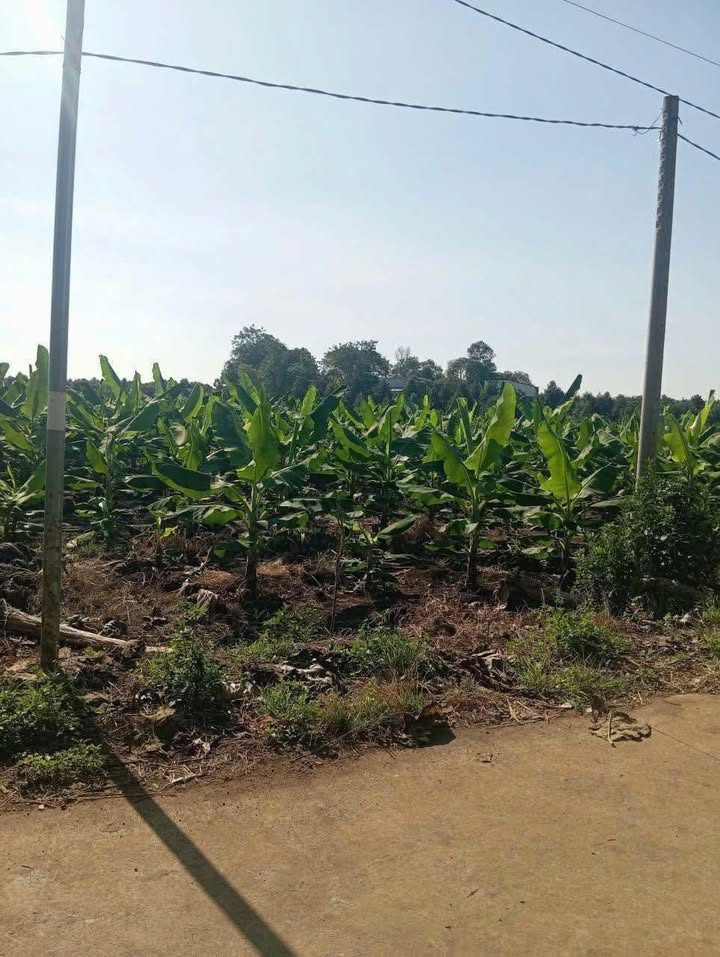 Cho thuê 22.000m² đất mặt tiền nhựa Định Quán, Đồng Nai - Sẵn sàng canh tác