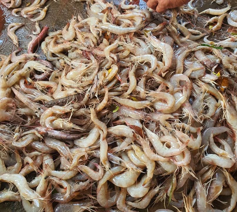 Cho thuê 14.4 Ha Đập Nuôi Tôm & 4000m² Đất Nuôi Sò - Vĩnh Long (Bến Tre cũ)