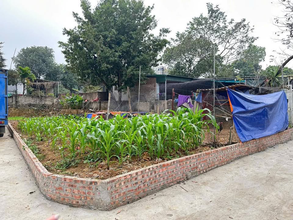 Đất 2 Mặt Tiền Tùng Thiện, Sơn Tây 109.8m² - Sổ Đỏ Sẵn Sàng