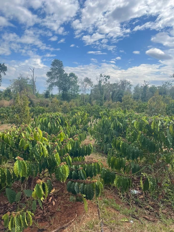 Bán 2.3ha rẫy cà phê Ea Kuếh Cư M'gar giá 290 triệu/sào - Đất đỏ cực đẹp