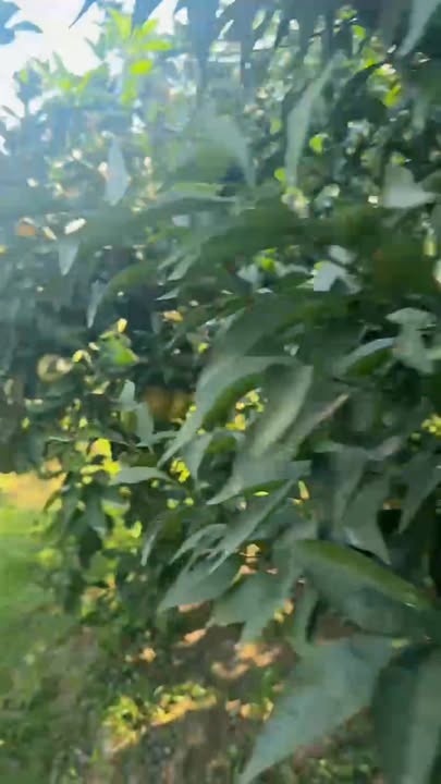 Đất Nền Phượng Sơn 1700m² - Hơn 1 Tỷ - Tiềm Năng Tăng Giá Vượt Trội!