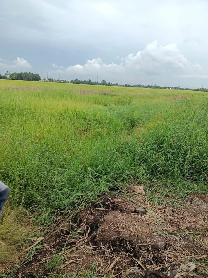 Đất nền 2000m² mặt tiền Kinh 5, Long Xuyên - Giá 475 triệu