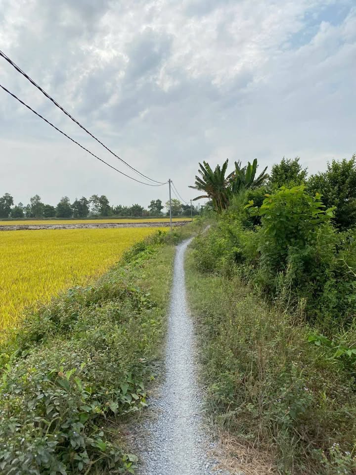 Bán đất lúa 4245m² mặt tiền kênh, An Giang - Giá 3.5 tỷ