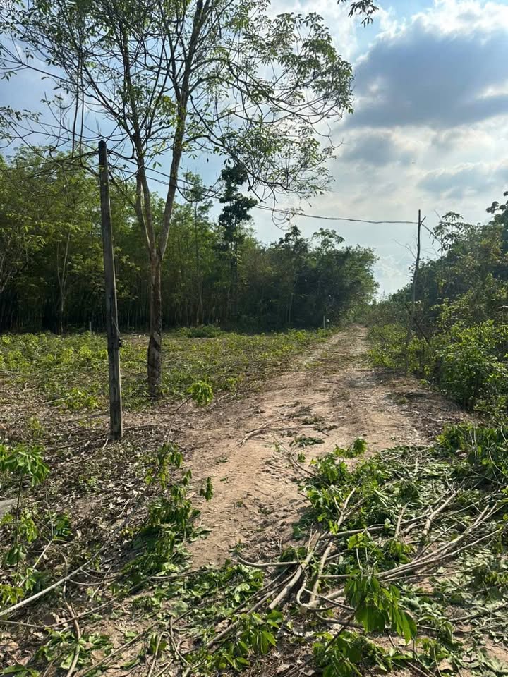 Đất Nền Phường Ninh Thạnh, TP. Tây Ninh - 1000m² Giá Chỉ 340 Triệu/Công