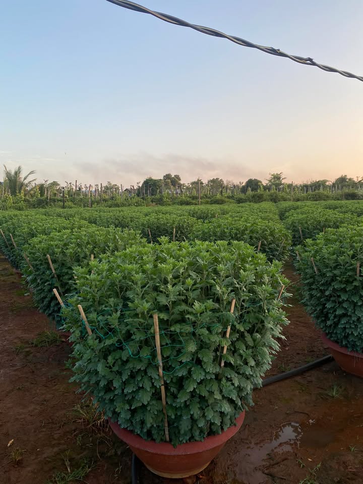 Đất Buôn Đôn 6200m² Mặt Tiền Đường Xã Ea Nuôl - Giá 6.2 Tỷ