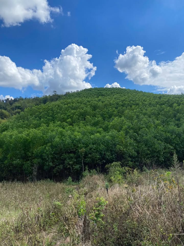 Đất Rẫy Ea Xô, Ea H'leo 8 hecta - 1.2 tỷ, Tiềm Năng Sinh Lời Lớn!